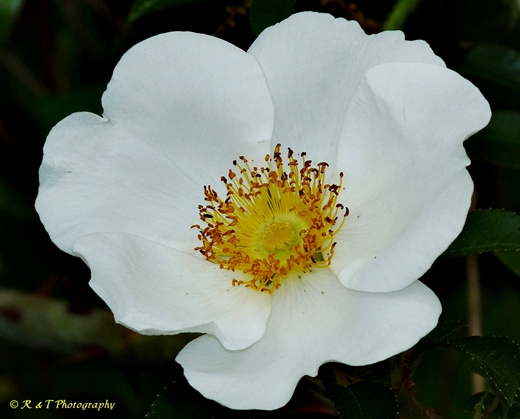 {Rosa laevigata}
